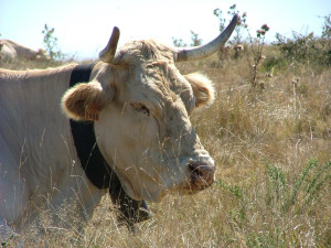 Importance des cornes chez la vache